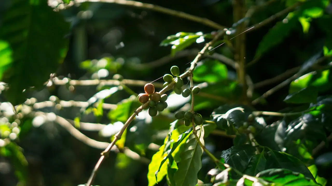 Origine et grains de café